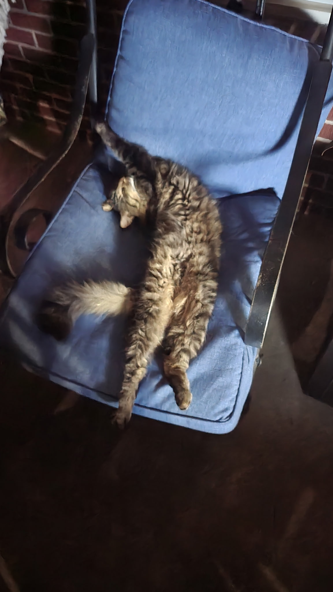 A tabby cat relaxing in a blue chair near the garage